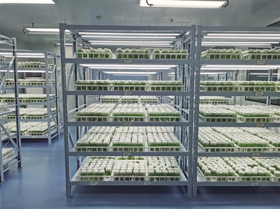 科創賦能 提升百合“芯”動力——蘭州市科技局加強種質資源保護引領產業高質量發展