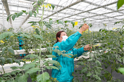 科技賦能鹽城農(nóng)業(yè)現(xiàn)代化，2021年糧食總產(chǎn)達(dá)142.96億斤