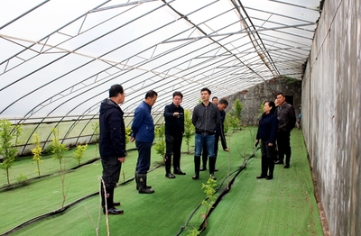 農(nóng)業(yè)科研新篇章 國家柿圃改擴(kuò)建項目評審會圓滿召開，助推柿產(chǎn)業(yè)高質(zhì)量發(fā)展