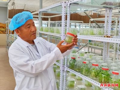 凝神謀發展 實干興隴原——“三抓三促”行動專題報道 | 西和 民樂種業 實業興農 以科研創新驅動農業現代化